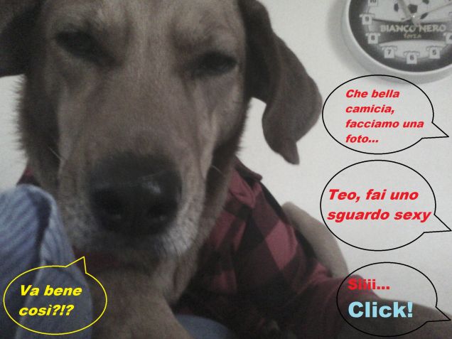 Teo versione PetFashion