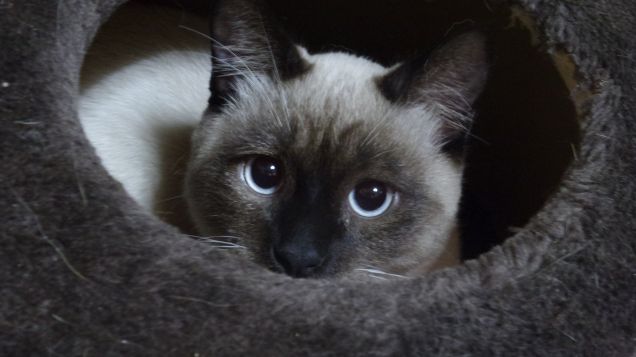 Abracadabra chi esce dal cilindro?