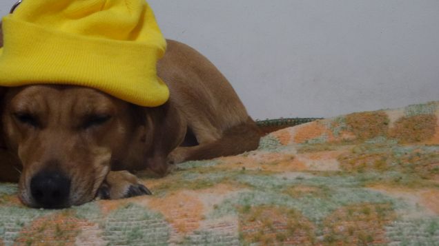 Collezione autunno-inverno ConbiPET :-D