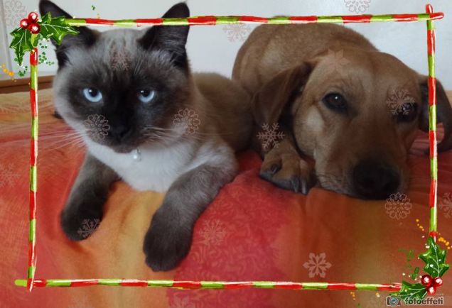 Buona festa dell'Immacolata