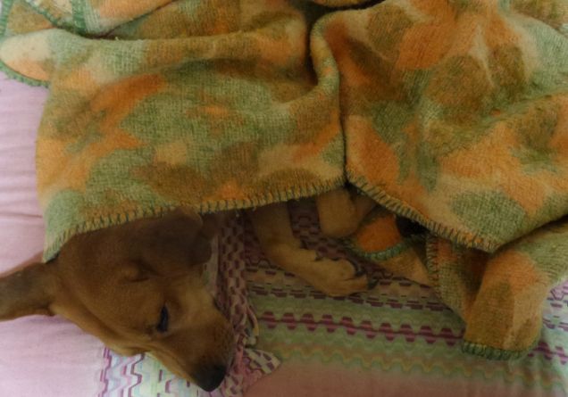 Avete 5 secondi di tempo per individuare Leo :-D