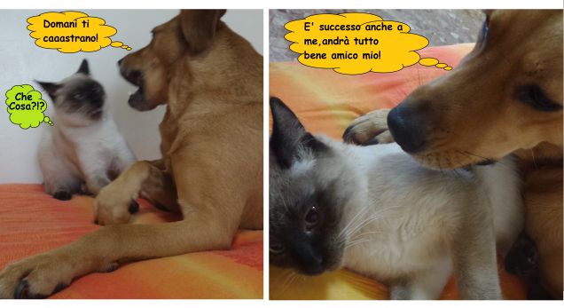 Povero Leo, domani tocca a lui... :-D