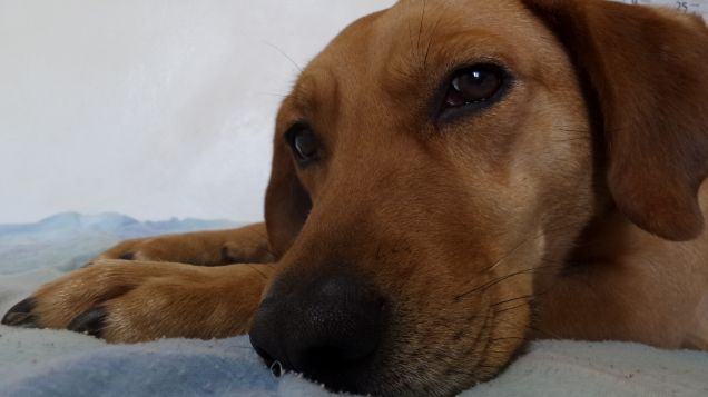 Teo... Un cuore ricoperto di pelo...