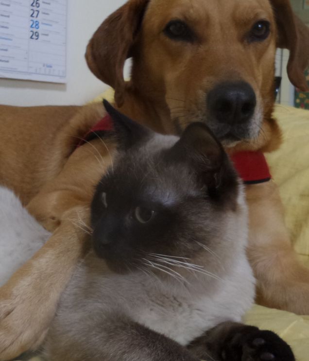 L'unità di misura della mia felicità è il Pelosometro... Il Pelosometro calcola la mia felicità moltiplicando  il numero di battiti del cuore per la larghezza del sorriso...