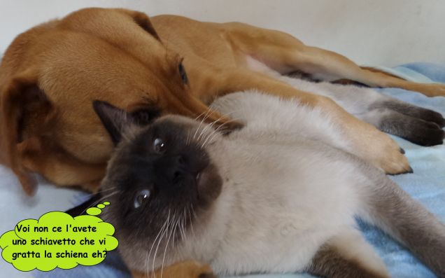 Beh che avete da guardare?