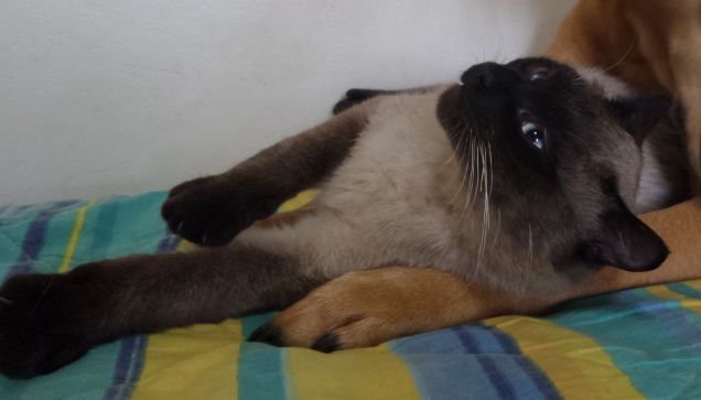 Il poggiatesta di Leo