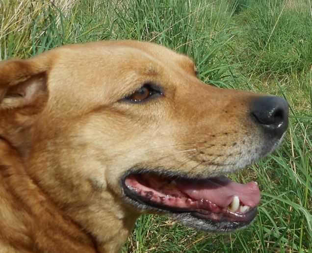 Teo ama passeggiare all'aria aperta