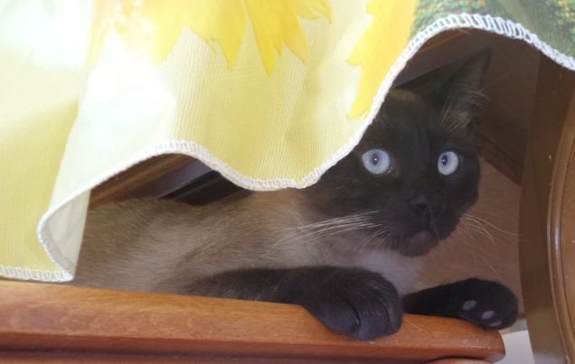 Leo: 'Qui sotto non mi troverà nessuno!'