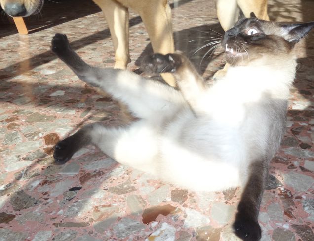 Leo mentre gioca si trasforma così... 