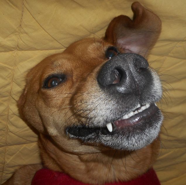 Mentre gli faccio le coccole Teo se la ride così :-D