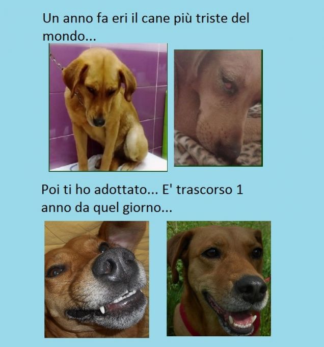 E quando oltre al musetto sorridono anche gli occhi, ti accorgi di quanto è potente il miracolo dell'amore. 