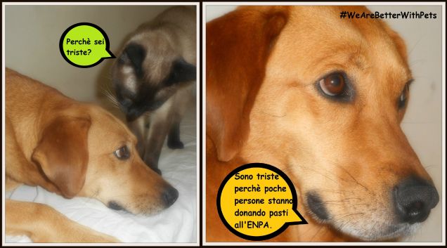 #WeAreBetterWithPets  UNISCITI AL MOVIMENTO!