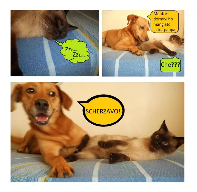 Scherzetto tra amici...