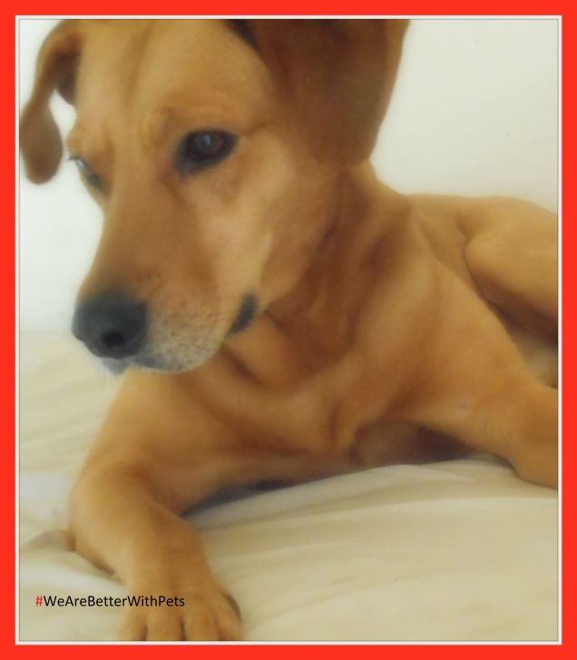 #WeAreBetterWithPets  