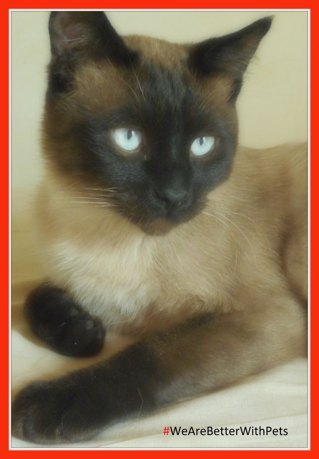 Un gatto richiede più 'Termini e condizioni di utilizzo' di un peluche. Adotta consapevolmente!