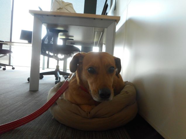 24 giugno: Giornata mondiale dei cani in ufficio. Il mio Teo negli uffici del Campus Nestlé Purina per il progetto Pets@Work. 