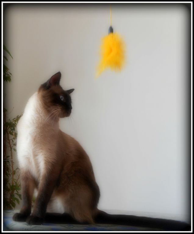 Nuovo giochino di Leo...