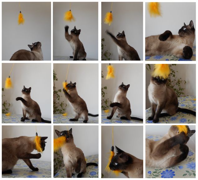 Nuovo giochino di Leo...