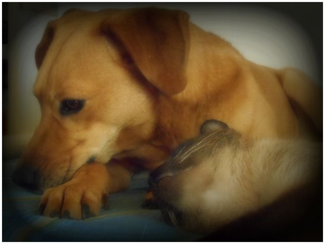 Teo si è offeso... :-S