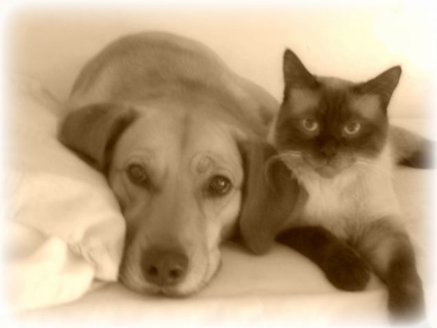 Gli antenati di Teo e Leo... Ah no, sono loro in perfetto stile Vintage :-P