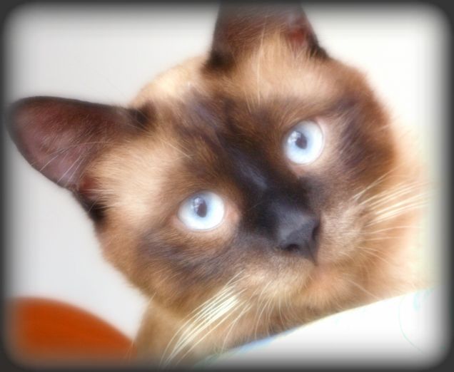 Cucù :-D Prova prova ...mi vedete? :-D