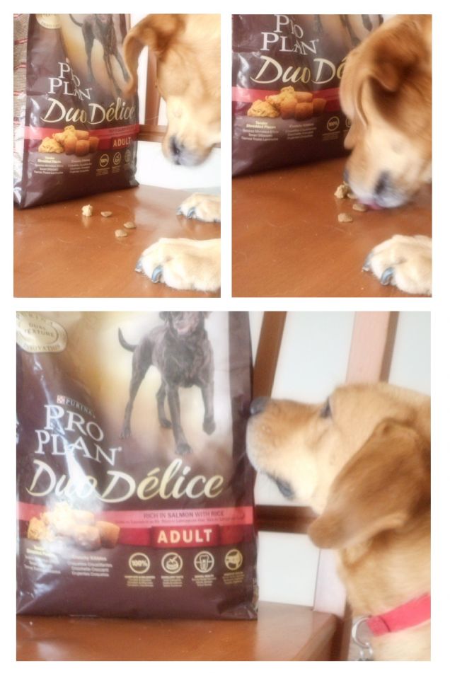 Teo va matto per Pro Plan Duo Dèlice... Dev'essere davvero una delizia!