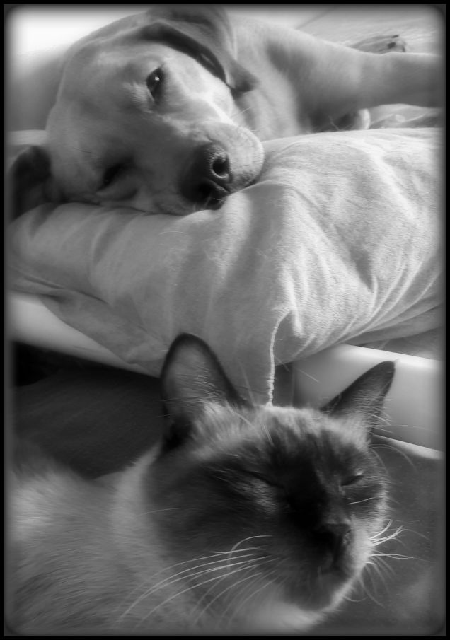 Buonanotte