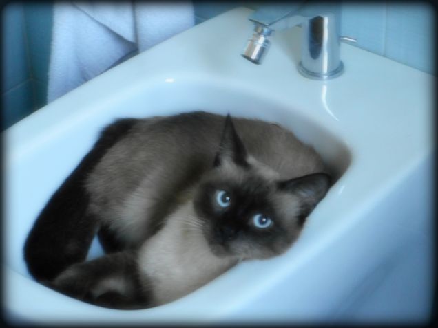 Mentre mi trucco, mi sento un po' osservata...