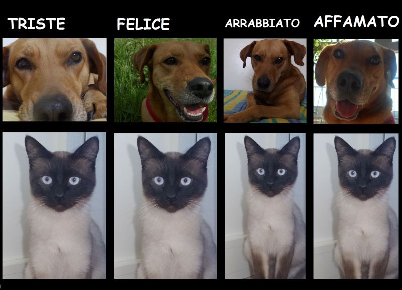 Espressioni del viso...