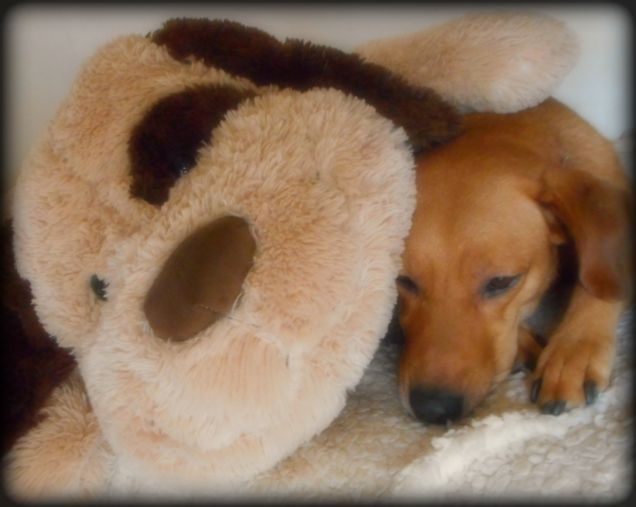 Due peluche... ah no, uno è Teo! :-P