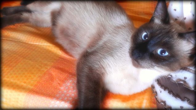 Sono il poggiatesta di Leo :-P