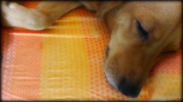 Il pisolino... zzZzzZz -_- zZzzZzz