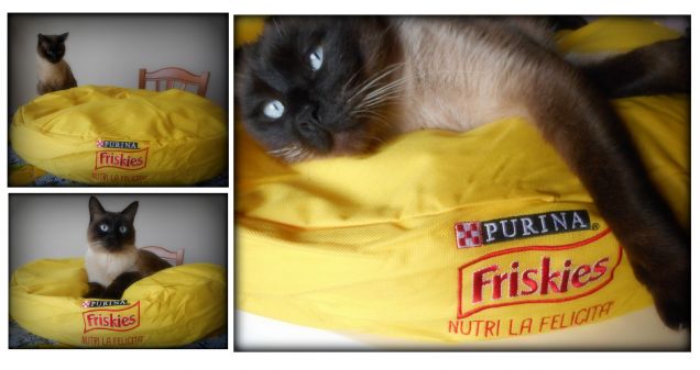 Premio ricevuto per il Concorso “SCATTA E ACCHIAPPA LA FELICITÀ!” Friskies.