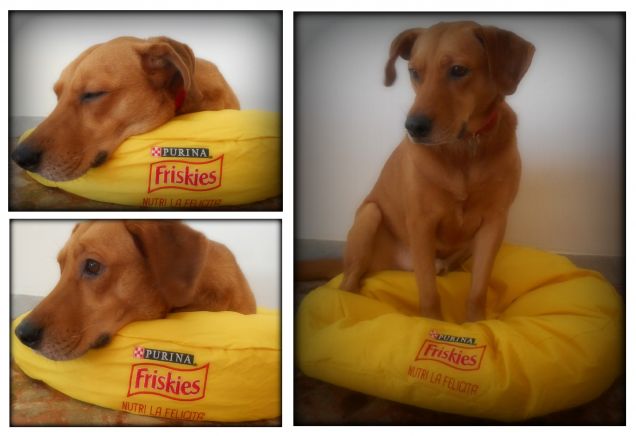 Premio ricevuto per il Concorso “SCATTA E ACCHIAPPA LA FELICITÀ!” Friskies.