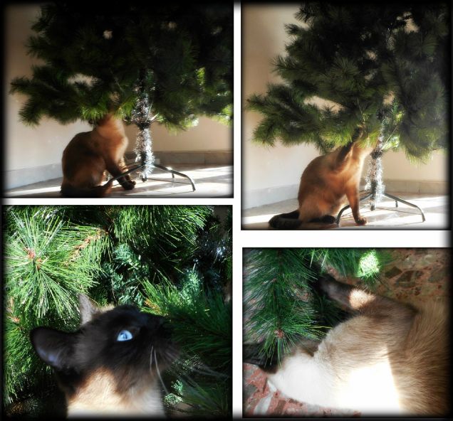 Albero di Natale in preparazione... primo ramo già abbattuto!