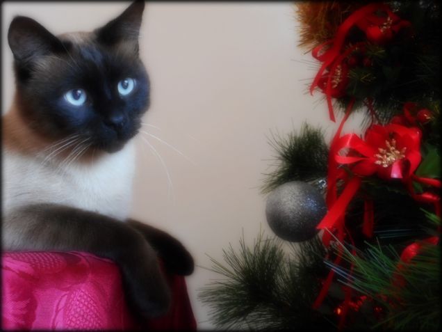 Leo e l'albero di Natale