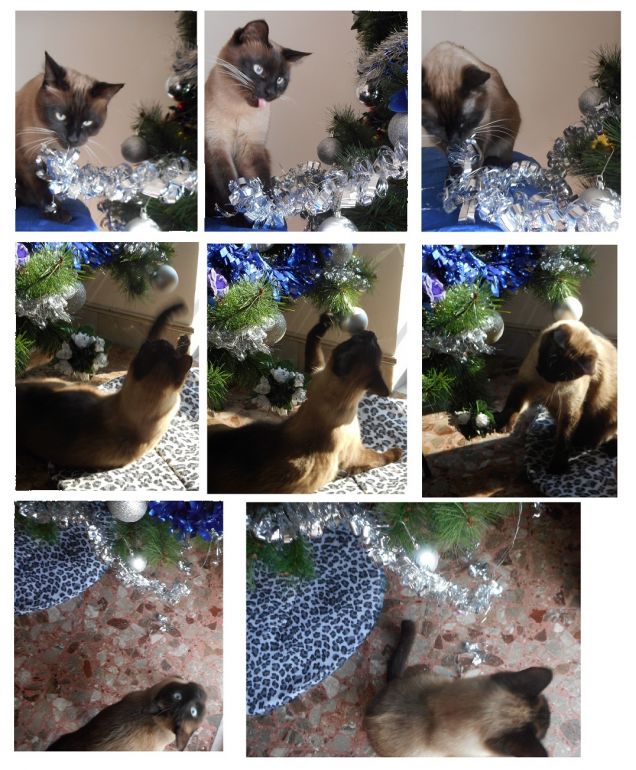 Monellerie natalizie...