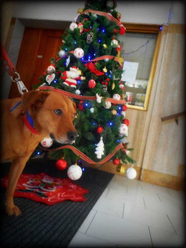 Teo e l'albero condominiale