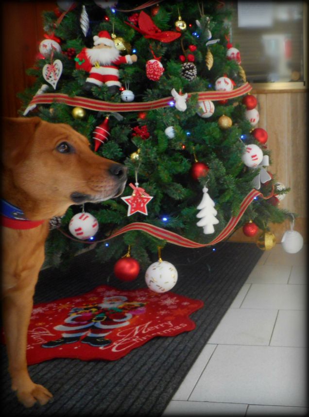 Teo e l'albero condominiale