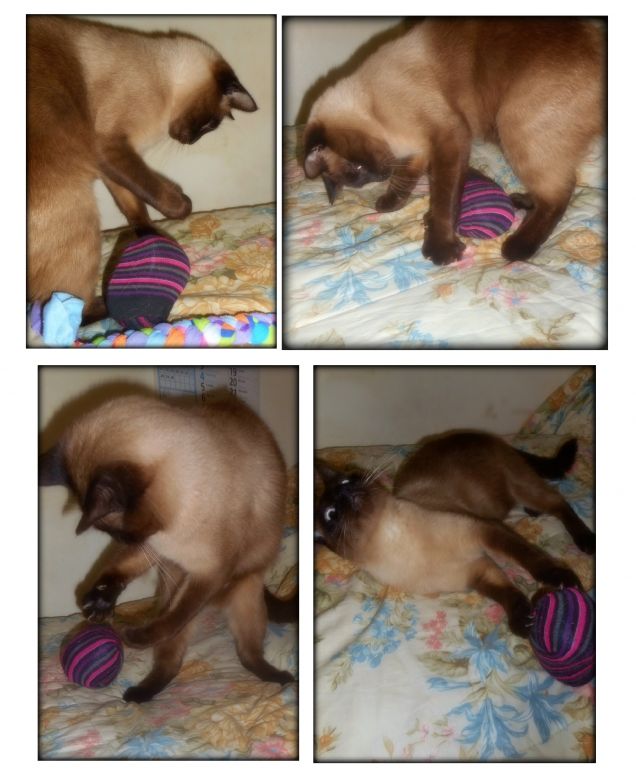 Leo e la pallina creata con i calzini