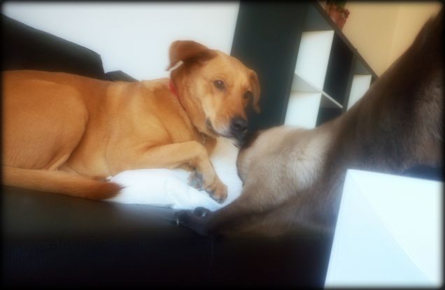 Il divano is new tiragraffi....