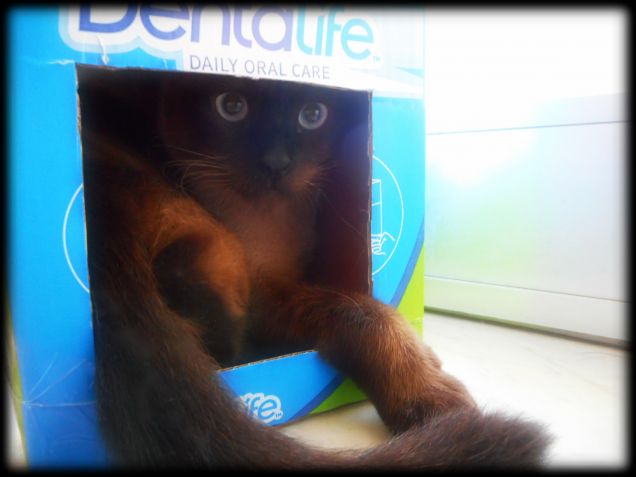 Leo nella scatola degli snack di Teo