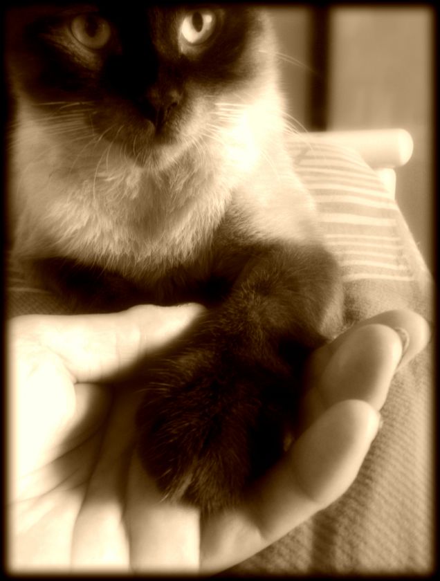 La felicità è tenersi per zampa e andare lontano...