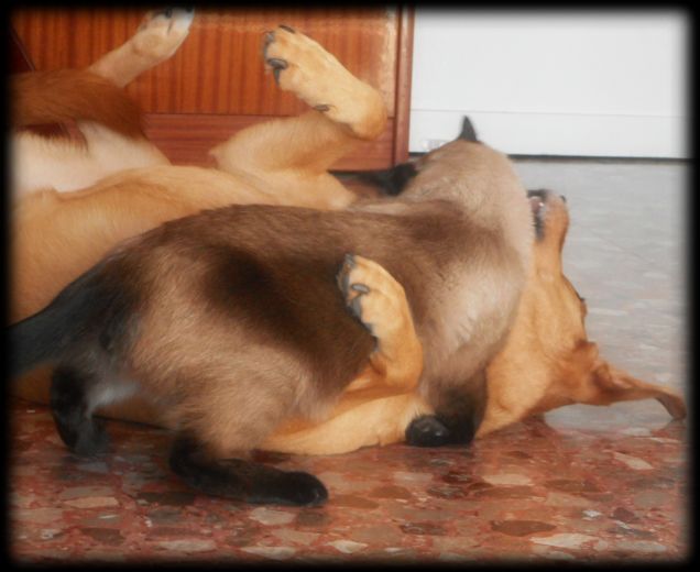 Ma quanto si divertono! ^_^