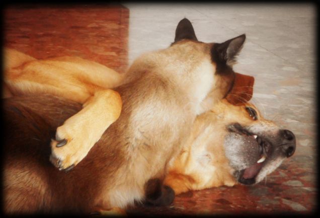 Abbraccio tra amici inseparabili *_*