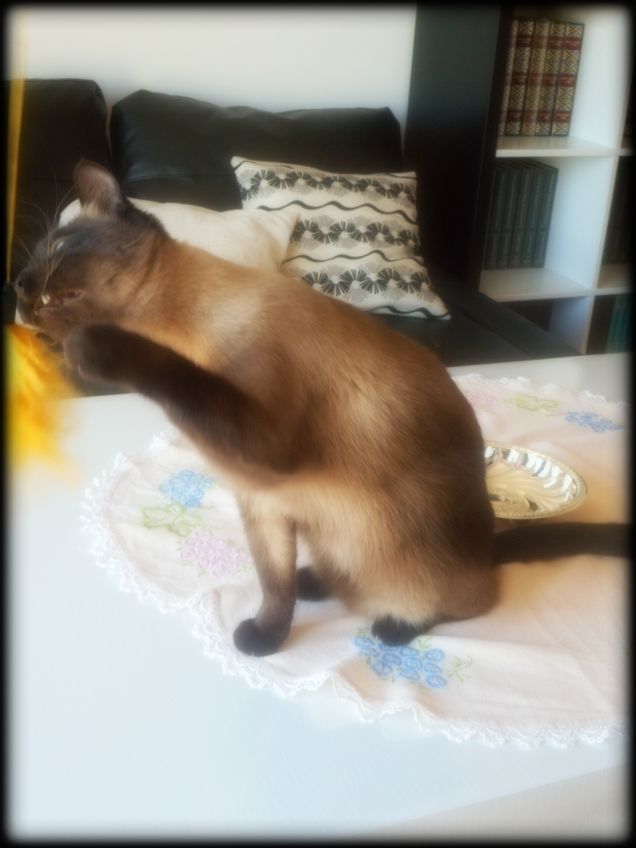 Sembra un pugile :-D