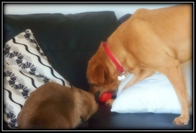 Teo e Leo, momenti di gioco...