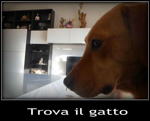 Giochino... Trova il gatto... :-D
