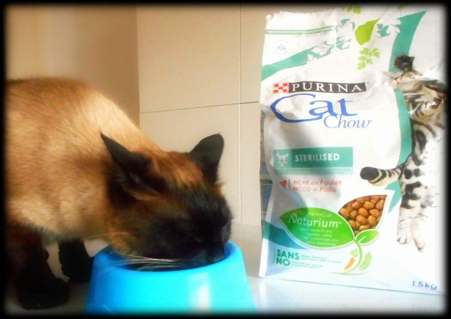 Leo che gusta Purina® Cat Chow® Sterilised, già ne va matto!