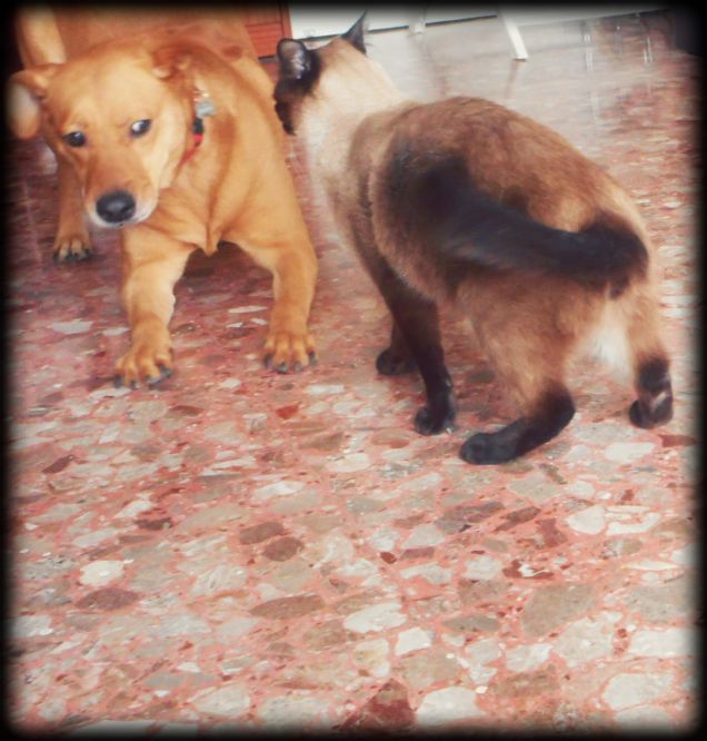 Momenti di gioco... che guerra! :-D